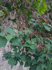 Malvaviscus arboreus