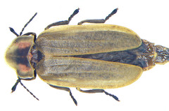 Pyractomena linearis