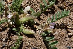 Astragalus sesameus
