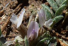 Astragalus sesameus