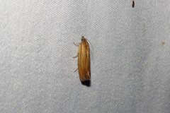 Eucosma umbrastriana