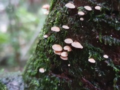 Panellus luxfilamentus