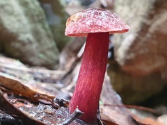 Boletus barragensis