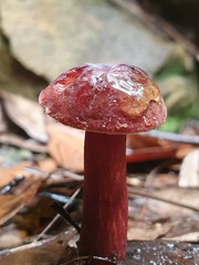 Boletus barragensis