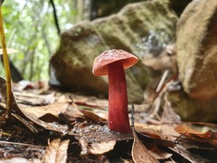 Boletus barragensis