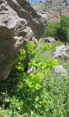 Smyrnium perfoliatum rotundifolium