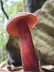 Boletus barragensis