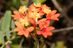 Epidendrum fulgens