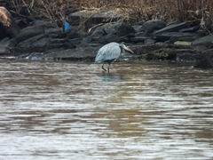 Ardea herodias