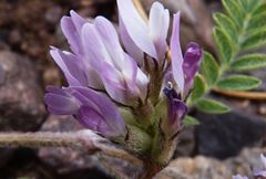 Astragalus stella