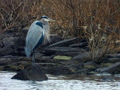 Ardea herodias