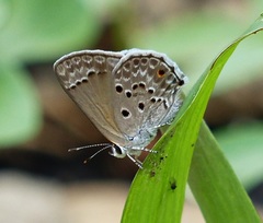 Strymon bubastus bubastus