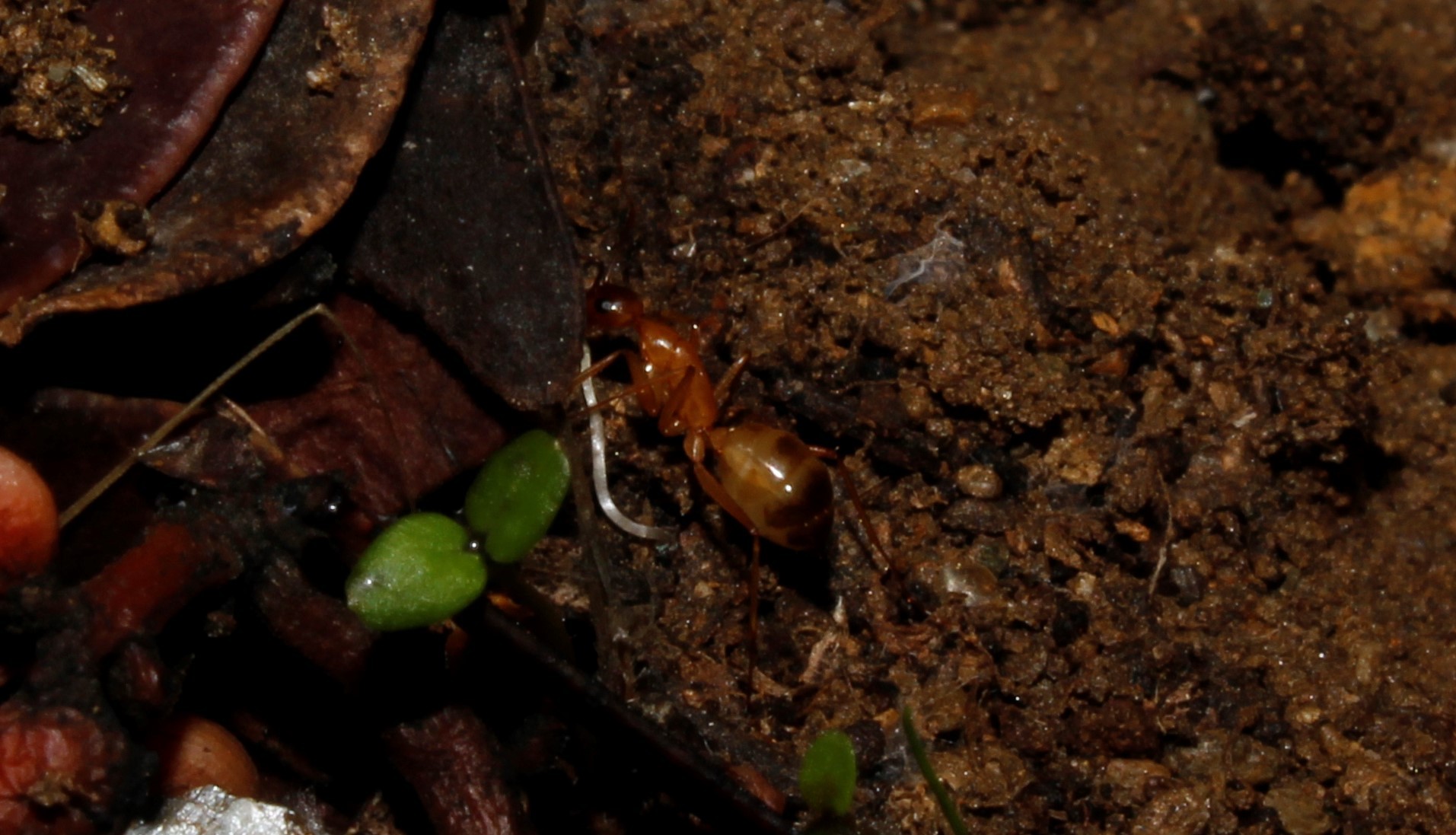 Tanaemyrmex