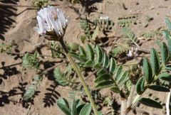 Astragalus stella