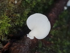 Gloeoporus phlebophorus
