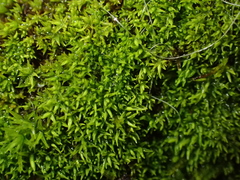 Trichostomum crispulum