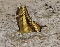 Heraclides thoas brasiliensis