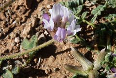 Astragalus stella