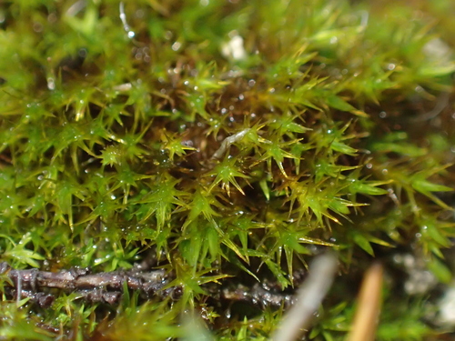 Image of Didymodon acutus by (c) George Greiff, some rights reserved (CC BY)