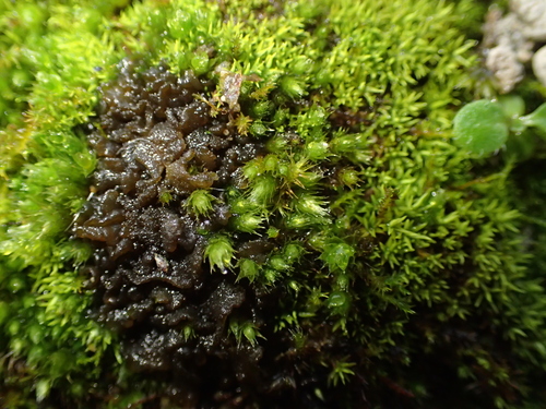 Image of Bryum radiculosum by (c) George Greiff, some rights reserved (CC BY)