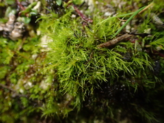 Flexitrichum gracile