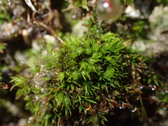 Weissia angustifolia