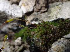 Aloina aloides