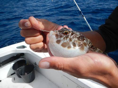 Guinean Puffer