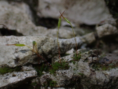 Aloina aloides