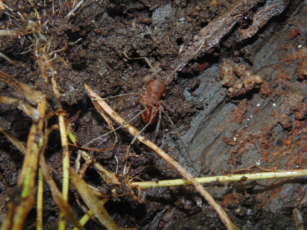 Triaenonychoides breviops