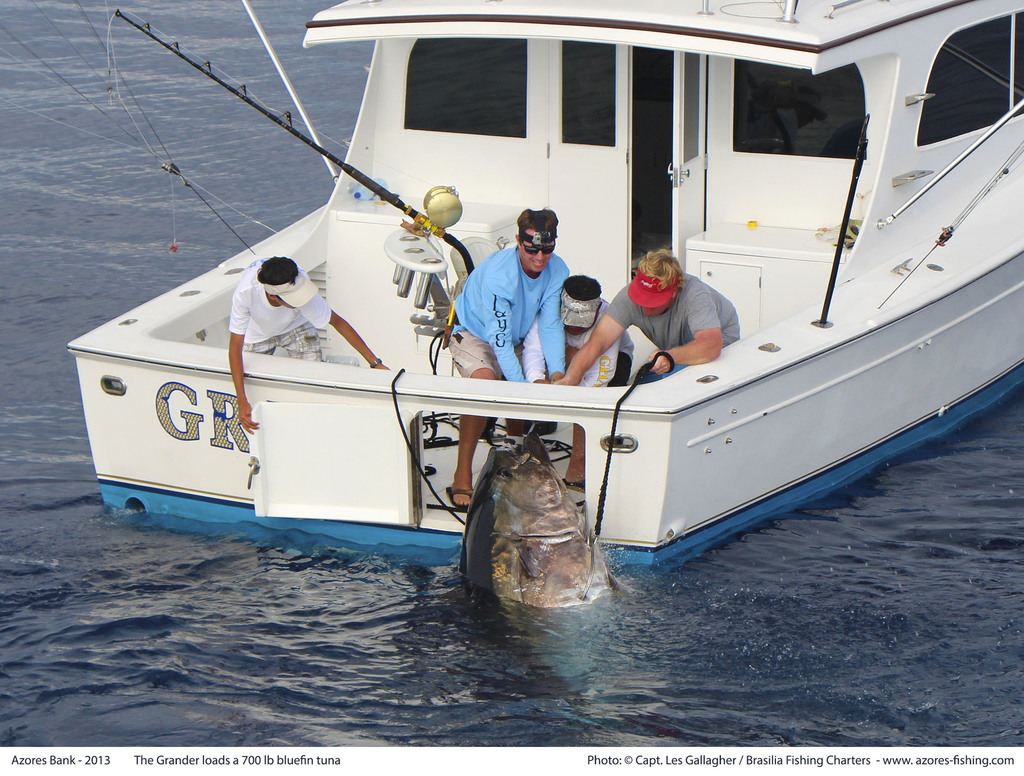 Mavi yüzgeçli orkinos (Thunnus thynnus)