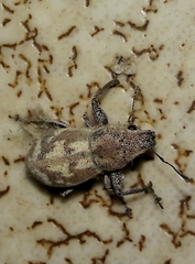 Parapantomorus fluctuosus