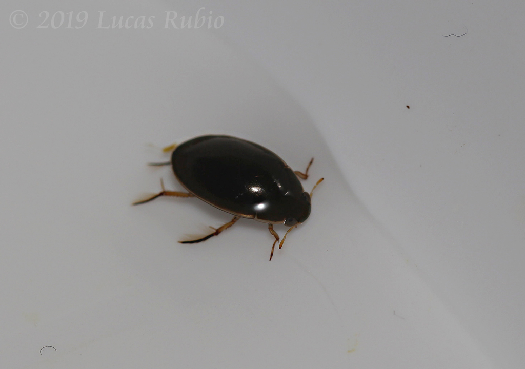 Water Scavenger Beetle