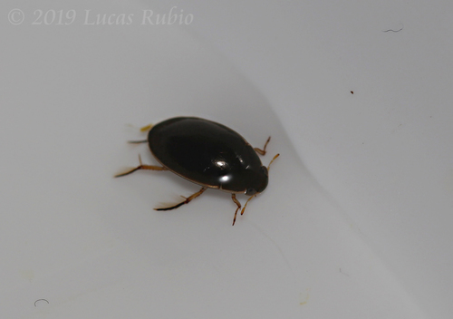 Water Scavenger Beetle