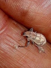 Parapantomorus fluctuosus