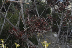 Aceria pistaciae