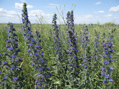 Echium vulgare