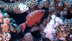 Priacanthus hamrur