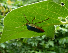 Edessa rufomarginata