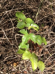 Toxicodendron radicans image