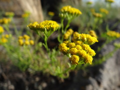 Achillea glaberrima
