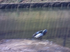 Cairina moschata domestica
