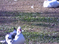 Cairina moschata domestica