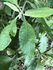 Eriophyes plucheae