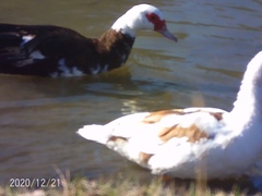 Cairina moschata domestica