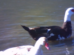 Cairina moschata domestica