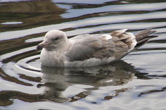 Larus occidentalis