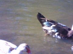 Cairina moschata domestica