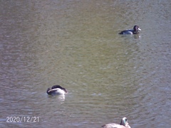 Aythya affinis