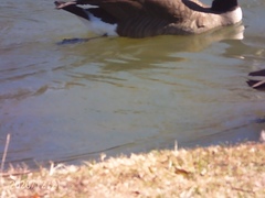 Branta canadensis